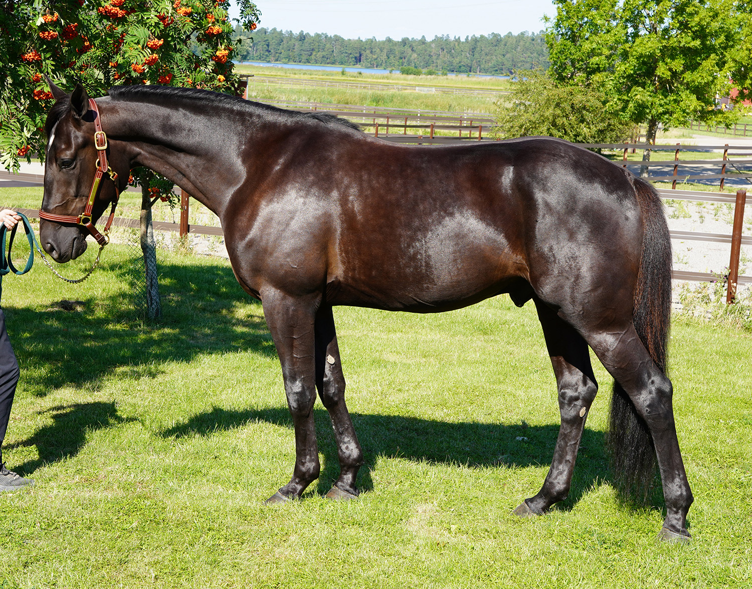 Kan Home Safe bli &aring;rets vinstrikaste i Travkompaniets stall? Foto: A.Lindblom